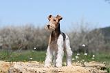 FOX TERRIER 303